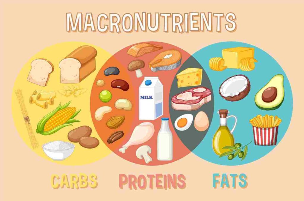 Macronutrients for Muscle and Performance