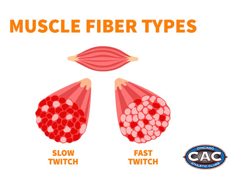 two types of muscles in fibers