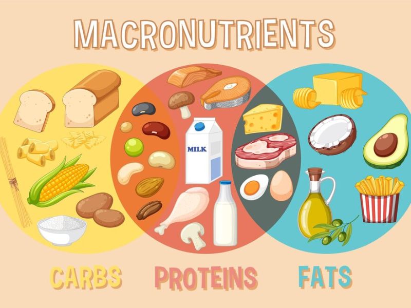 a image or infographics showing the macros