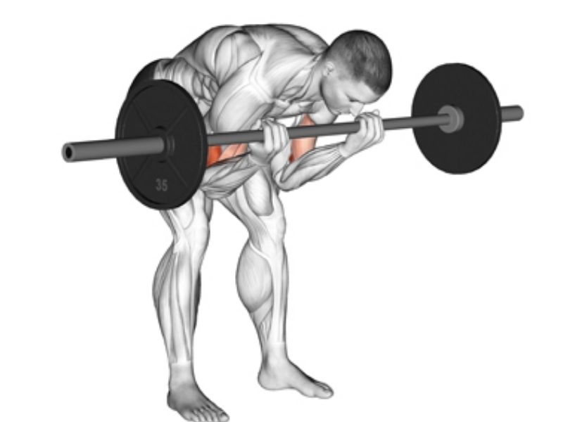 Barbell concentration curl