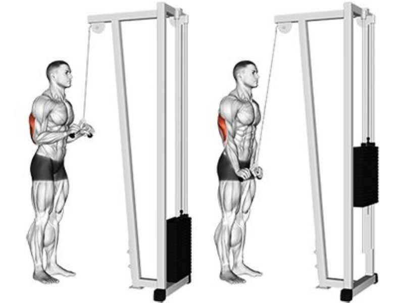 Cable Triceps pushdown Push down