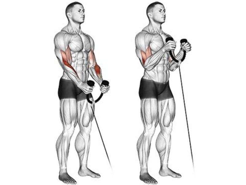 Cable hammer curl