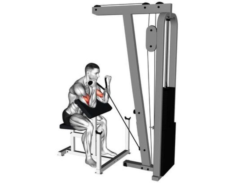 Cable preacher Curl