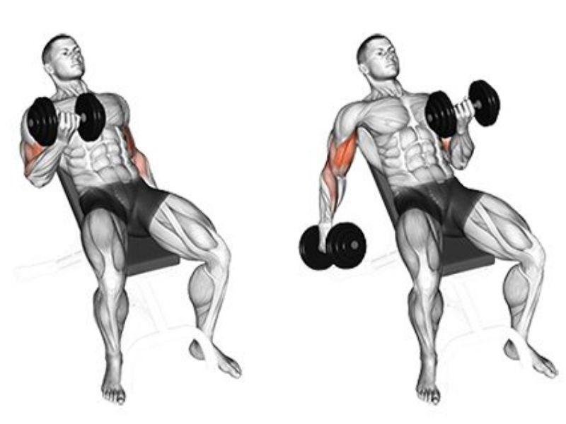 Incline Dumbbell curls