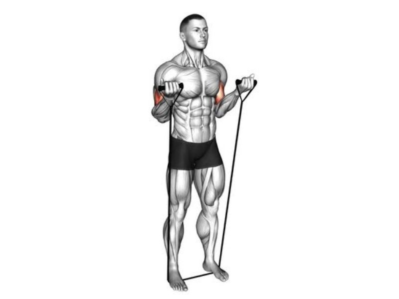 Resistance Band Cable Curl