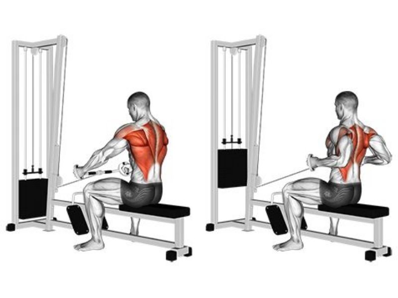 Seated Cable row