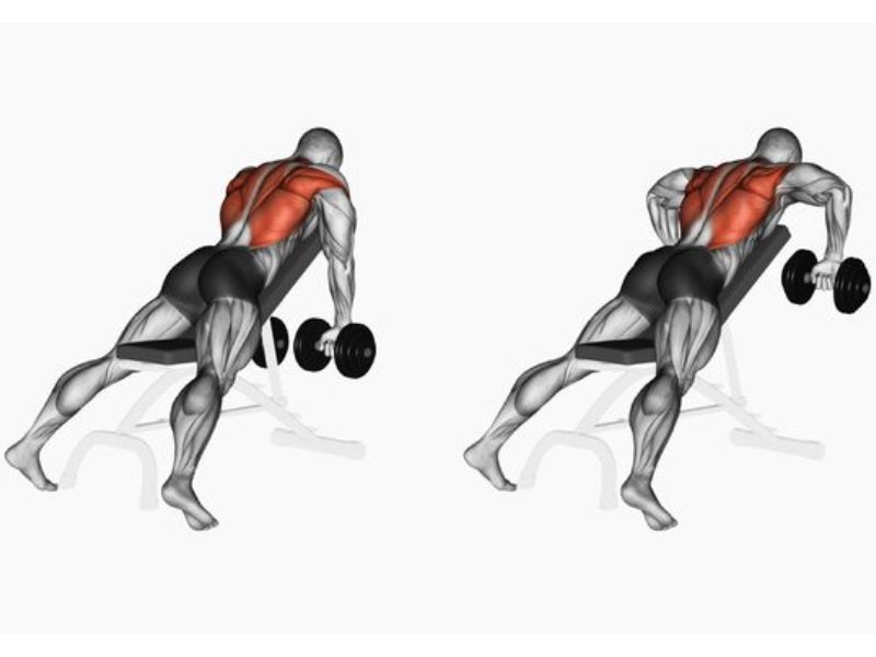dumbbell chest supported rows
